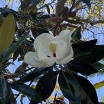 Magnolia grandiflora 'Little Gem' -