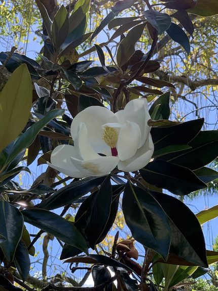 Magnolia grandiflora 'Little Gem' -