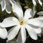 Magnolia kobus - Fehér virágú japán liliomfa