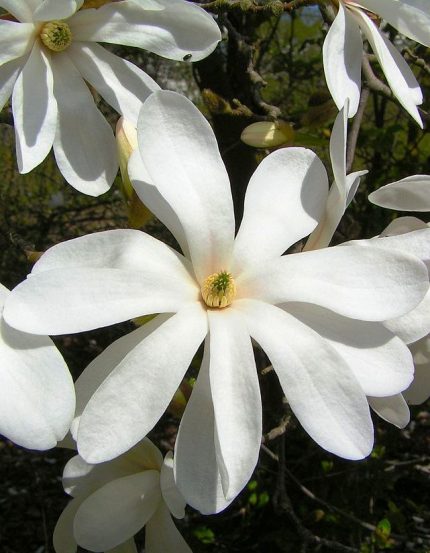 Magnolia kobus - Fehér virágú japán liliomfa