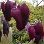 Magnolia liliiflora 'Nigra' - Bíborvörös liliomfa