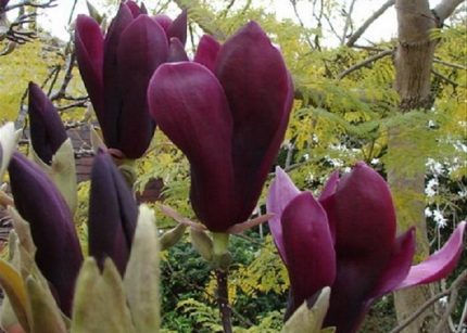 Magnolia liliiflora 'Nigra' - Bíborvörös liliomfa