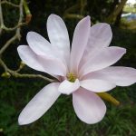 Magnolia loebneri 'Leonard Messel' -