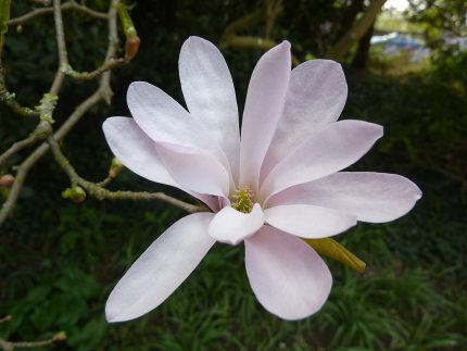 Magnolia loebneri 'Leonard Messel' -