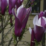 Magnolia sp. (imp.) - Liliomfa