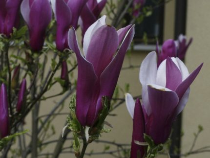 Magnolia sp. - (rózsaszín virágú liliomfa)