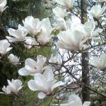 Magnolia x soulangeana 'Alba Superba' - Fehér virágú kerti liliomfa