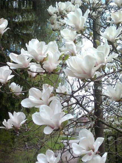 Magnolia x soulangeana 'Alba Superba' - Fehér virágú kerti liliomfa
