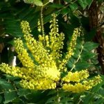 Mahonia media 'Charity' - Dúsvirágú cserjés mahónia