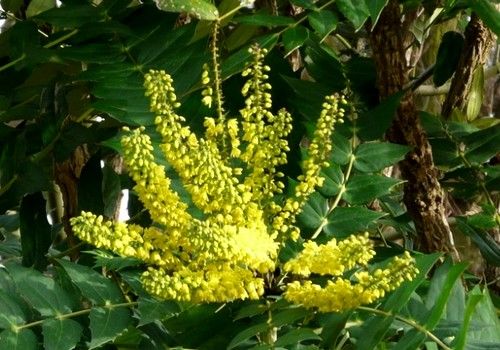 Mahonia_media_Charity_-_Dusviragu_cserjes_mahonia Mahonia media 'Charity' - Dúsvirágú cserjés mahónia