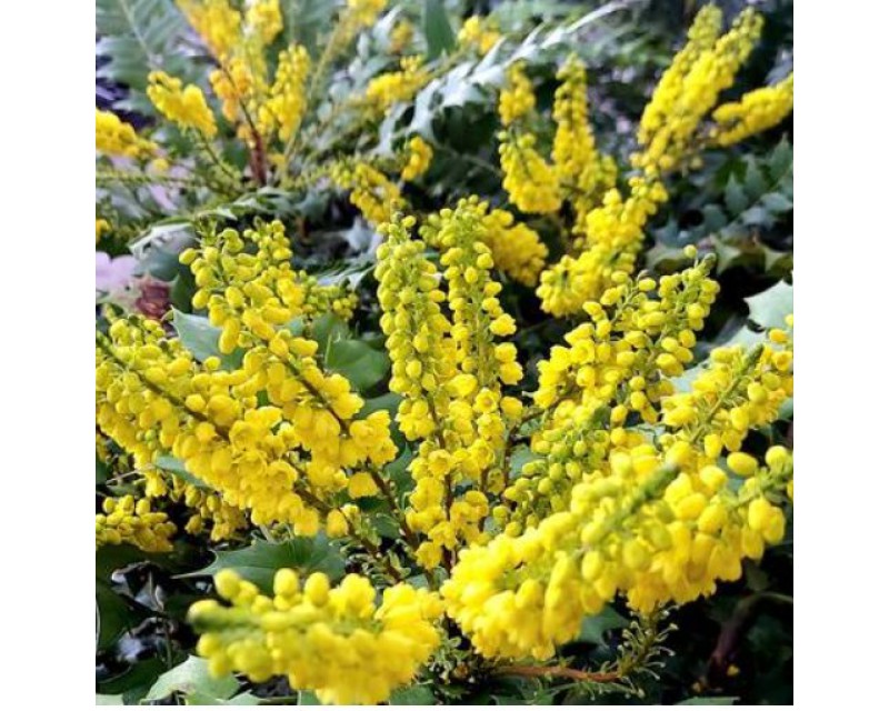 Mahonia_media_Winter_Sun_-_Dusviragu_cserjes_mahonia Mahonia media 'Winter Sun' - Dúsvirágú cserjés mahónia
