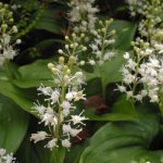 Maianthemum bifolium (Kétlevelű árnyékvirág)