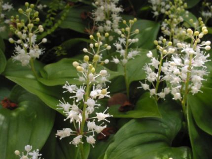 Maianthemum bifolium (Kétlevelű árnyékvirág)