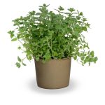 Majorana syriaca (Szentföldi szír izsóp)