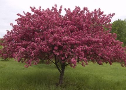 Malus sp. - Díszalma