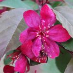 Malus 'Royalty' (OND) -