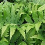 Matteuccia orientalis