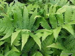 Matteuccia orientalis