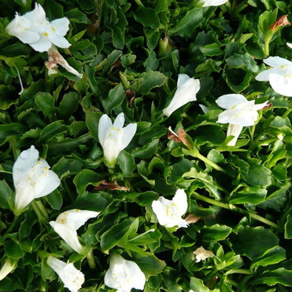Mazus_reptans_Alba Mazus reptans 'Alba'