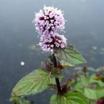 Mentha aquatica - vizi menta kerti tavi növény