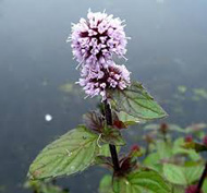 Mentha_aquatica_vizi_menta Mentha aquatica - vizi menta kerti tavi növény