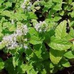 Mentha sp. Kentucky colonel