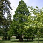 Metasequoia glyptostroboides -