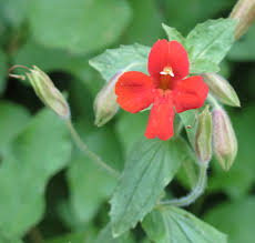 Mimulus_cardinalis_kerti_tavi_noveny Mimulus cardinalis kerti tavi növény