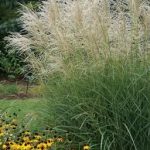 Miscanthus sinensis 'Graziella' - Molnárpántlika