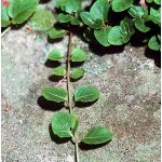 Mitchella repens (Indiánszőlő)