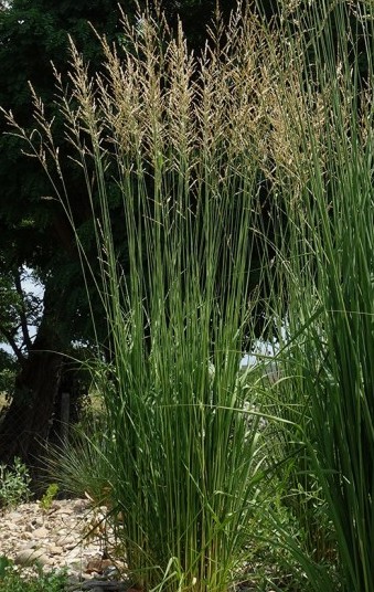 Molinia caerulea subsp. arundinacea 'Fontäne' (Nyugati kékperje)