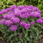 Monarda didyma 'Baby Spice' (Vörös méhbalzsam)