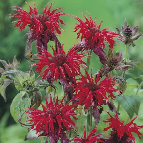 Monarda_didyma_Cambridge_Scarlet_Voros_mehbalzsam_-_14_centis_cserepben Monarda didyma 'Cambridge Scarlet' (Vörös méhbalzsam)