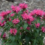 Monarda didyma 'Cranberry Lace' (Vörös méhbalzsam)