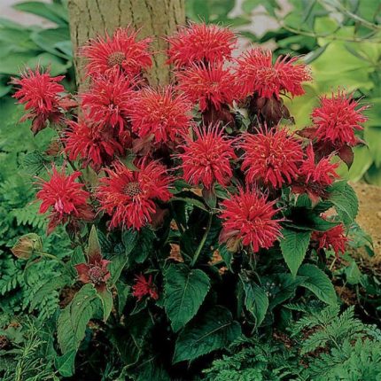 Monarda didyma 'Fireball' (Vörös méhbalzsam)