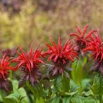 Monarda didyma 'Jacob Cline' (Vörös méhbalzsam)