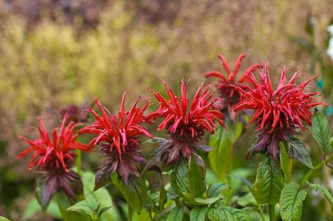 Monarda didyma 'Jacob Cline' (Vörös méhbalzsam)
