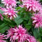 Monarda didyma 'Pink Delight' (Vörös méhbalzsam)