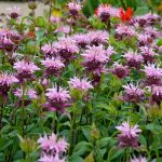 Monarda fistulosa 'Beauty of Cobham' (Indiáncsalán)