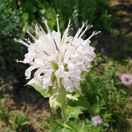 Monarda fistulosa 'Schneewittchen' (Indiáncsalán)
