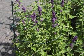 Műanyag növénytámasz