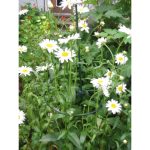 Műanyag növénytámasz