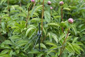 Műanyag növénytámasz