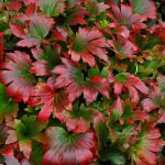 Mukdenia rossii 'Crimson Fans' (Gyöktörzses kőtörő) /bordó lomb/