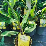 Név: Musa acuminata 'Dwarf Cavendish' – Törpe banán