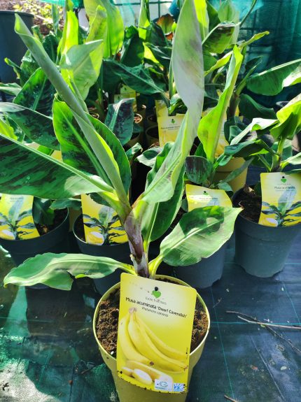 Név: Musa acuminata 'Dwarf Cavendish' – Törpe banán