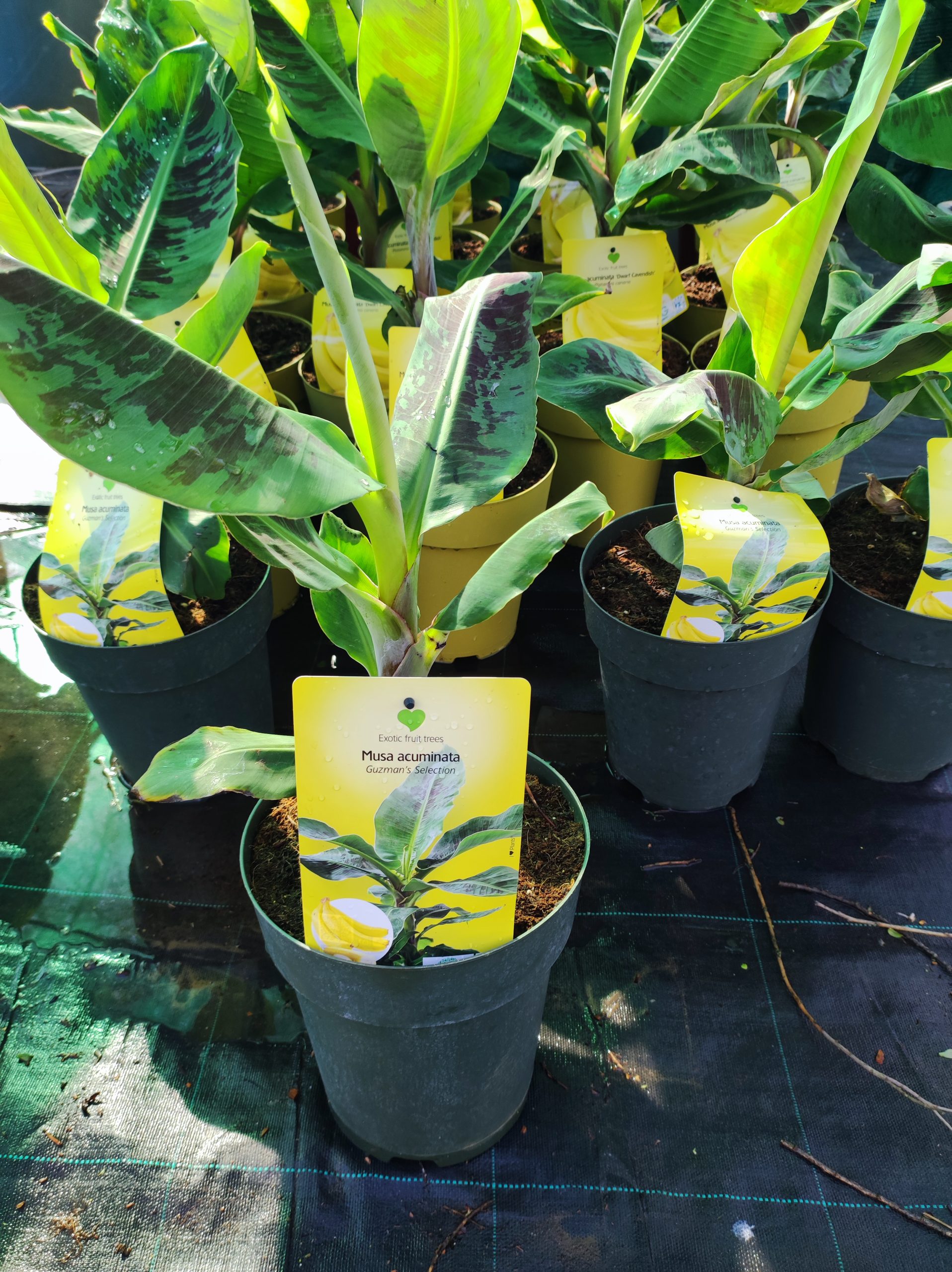 Musa_acunimata_guzman_selection Musa acuminata 'Guzman Selection' – Díszbanán