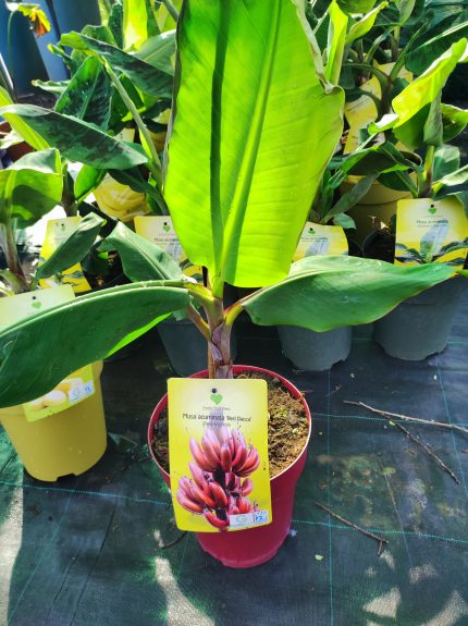 Név: Musa acuminata 'Red Dacca' – Vörös banán