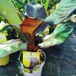 Musa 'Falso Banana Rojo' – Vörös álbánán