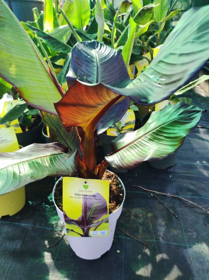 Musa 'Falso Banana Rojo' – Vörös álbánán